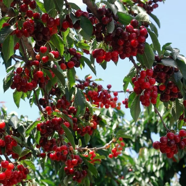 🌳BIG SALE🍒Cherry tree seeds / Cherry seeds Plant Ideal for Gardens & Containers