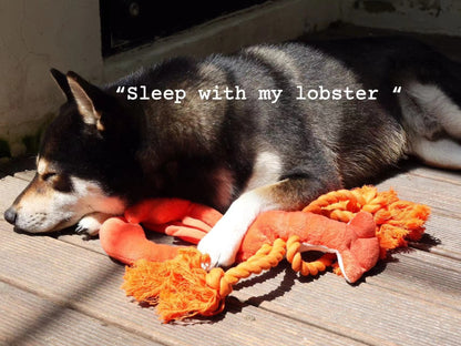Squeaky Lobster Interactive Toy🐾